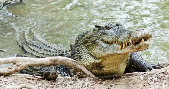 e vërteta e lotëve të krokodilit