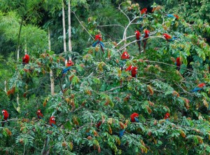 Magjia e Amazonës