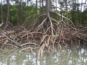 Magjia e Amazonës