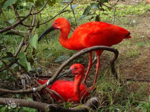 Magjia e Amazonës