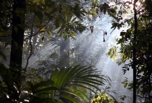 Magjia e Amazonës