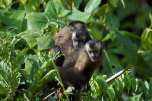 Magjia e Amazonës