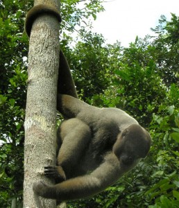 Magjia e Amazonës