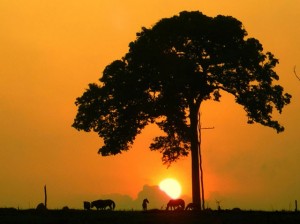 Magjia e Amazonës