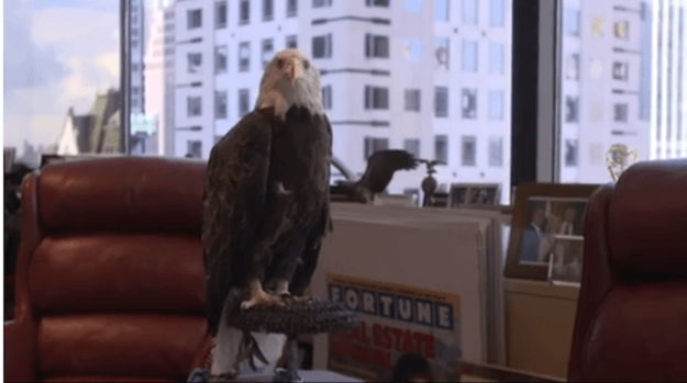 Donald Trump sulmohet nga një Shqiponjë!