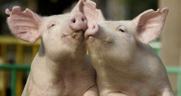 Pse myslimanët nuk e hanë mishin e derrit, ja 15 arsye