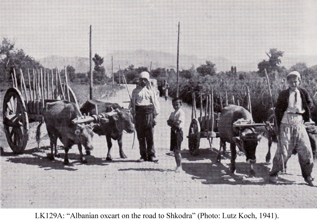 Shqipëria në vitin 1941